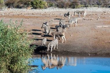 Zebralar Etosha Ulusal Parkı 'ndaki bir su birikintisinden su içiyor.