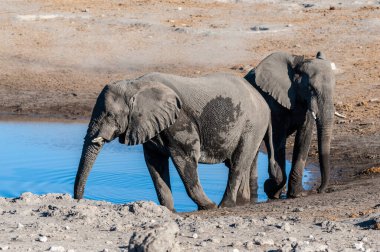 İki Erkek Fil Bir Su Deliğinden İçme.