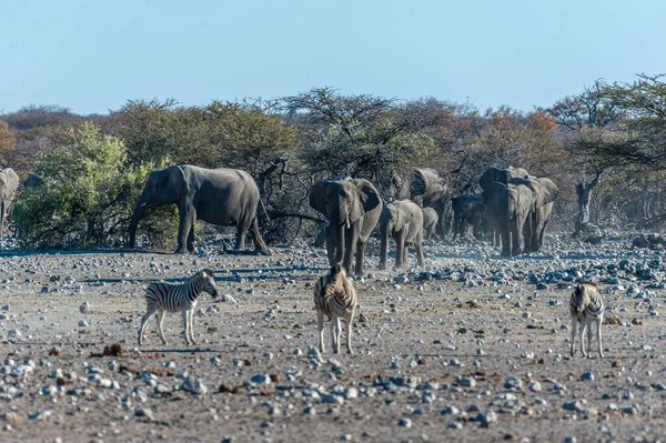 エトシャの水飲み場に近づくアフリカゾウの群れ — ストック写真