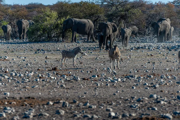 Egy afrikai elefántcsorda közeledik egy vízeséshez Etoshában. — Stock Fotó