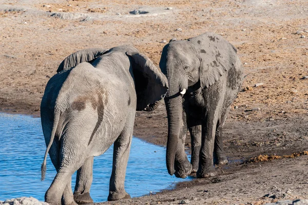 Двоє самців африканських слонів кидаються одне на одного — стокове фото