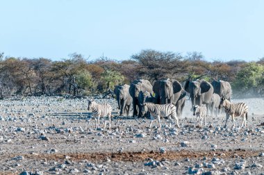 Etosha 'daki bir su birikintisine yaklaşan bir Afrika fili sürüsü.