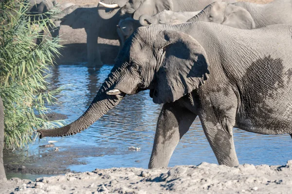 Primer plano de una manada de elefantes africanos bañándose y bebiendo en un pozo de agua — Foto de Stock