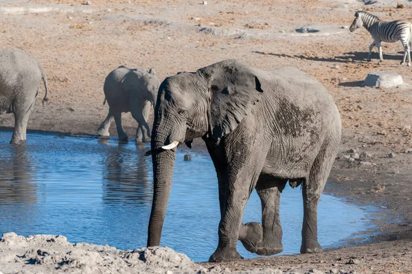 Ein großer afrikanischer Elefant, der vor einem Wasserloch läuft — Stockfoto