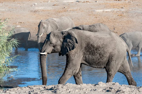 물웅덩이 앞을 걷고 있는 거대 한 아프리카코끼리 — 스톡 사진