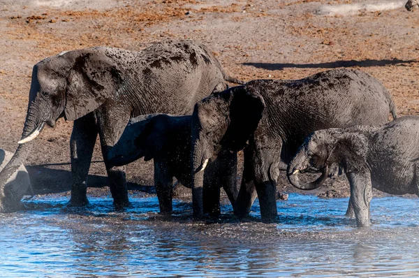 Elefantes africanos bebiendo en un pozo de agua — Foto de Stock
