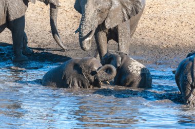 Bir Su Birikintisi'nde Yıkanan ve İçen Afrika Filleri Sürüsünün Yakın Çekim