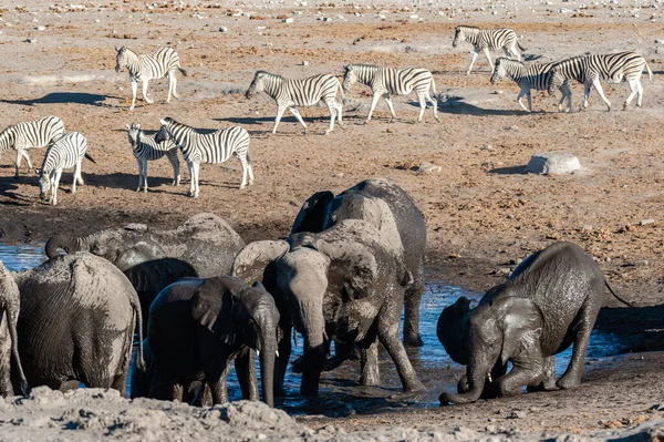 Zbliżenie dużego stada słoni kąpieli pitnej w otworze wodnym — Zdjęcie stockowe