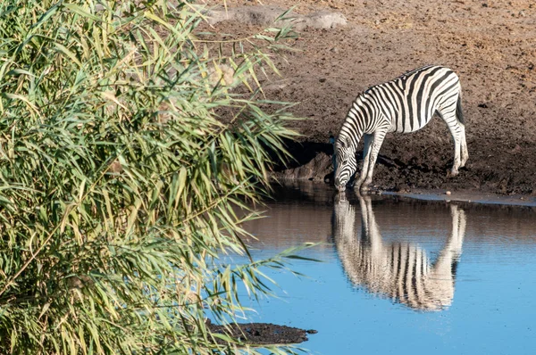 Cebras en el Parque Nacional Etosha . —  Fotos de Stock