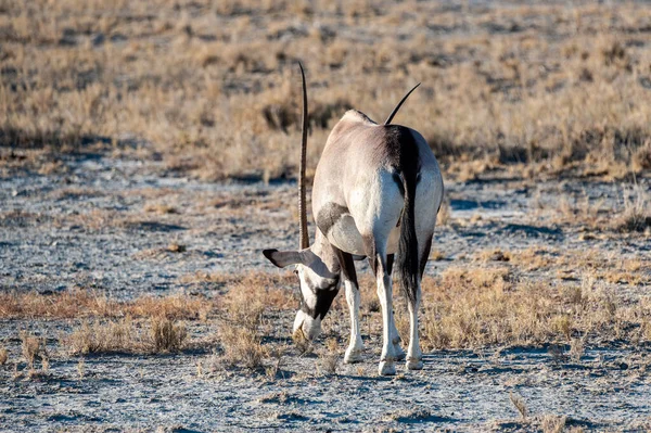 Primer plano de un Oryx —  Fotos de Stock