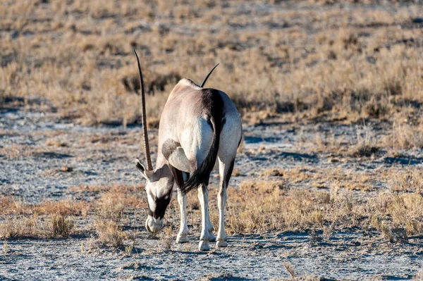 Κλείσιμο ενός Oryx — Φωτογραφία Αρχείου