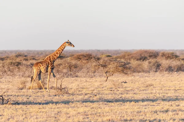 Giraffe nel Parco Nazionale di Etosha — Foto Stock