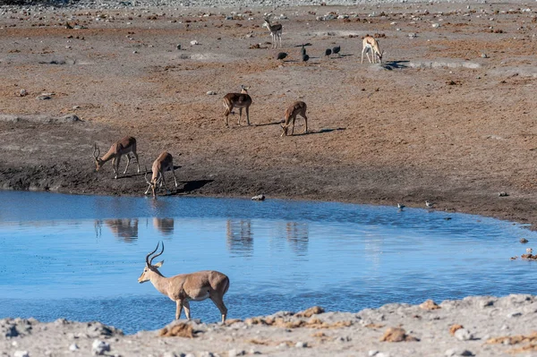 Impalas közelében egy víznyelő Etosha — Stock Fotó