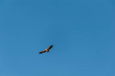 Etosha üzerinde uçuş beyaz başlı akbaba