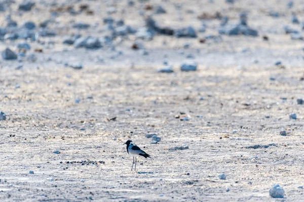 Un herrero Lapwing - Vanellus armatus- en Etosha — Foto de Stock