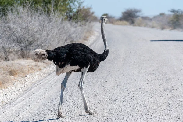 Avestruz atravessando a estrada em Etosha — Fotografia de Stock