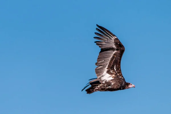 Vithövdad gam i flykt över Etosha — Stockfoto