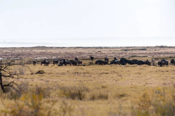 Egy csorda gnú Etosha-ban. — Stock Fotó