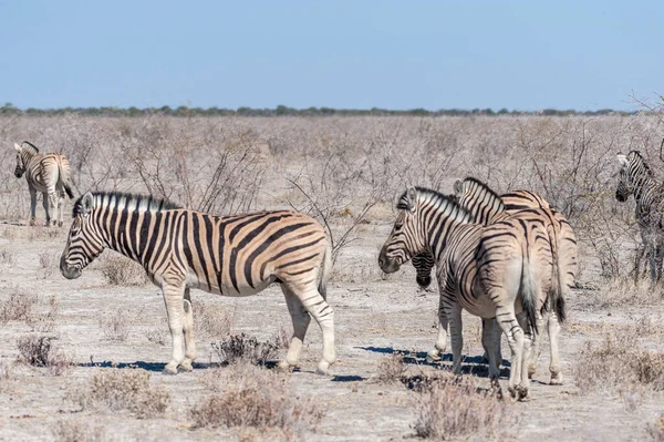 Burchell zebra-Equus quagga burchelli- Grazing nas planícies de Etosha — Fotografia de Stock