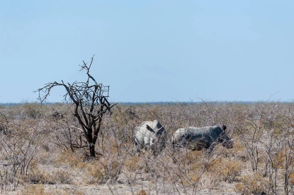 Rinocerontes blancos paseando por las llanuras del Parque Nacional Etosha — Foto de Stock