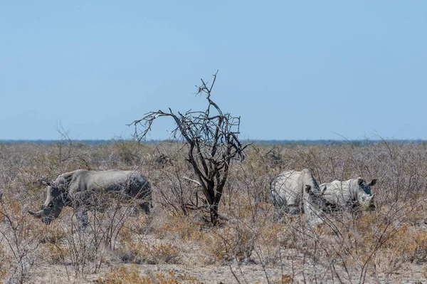 Bílá Rhina pastva na planinách národního parku Etosha — Stock fotografie