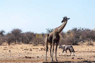 Yaşlı bir zürafa Etosha 'da bir su birikintisine yaklaşıyor.
