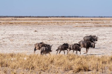 Etosha Milli Parkı ovalarında antilop