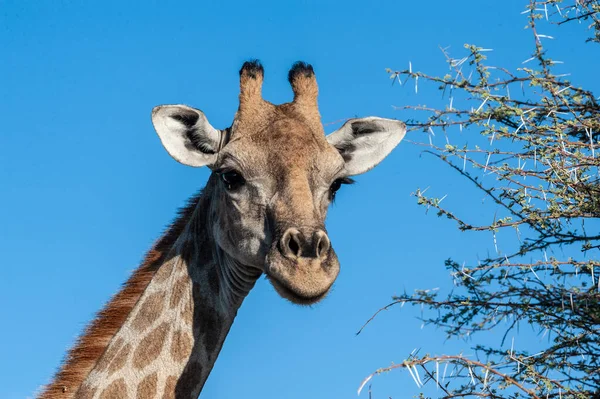Nahaufnahme eines Giraffenkopfes — Stockfoto