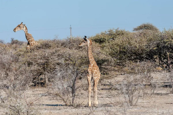 Giraffe on the plains of Etosha National Park — Stock Photo, Image