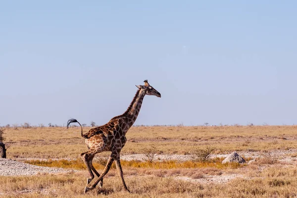 在纳米比亚的长颈鹿 — 图库照片