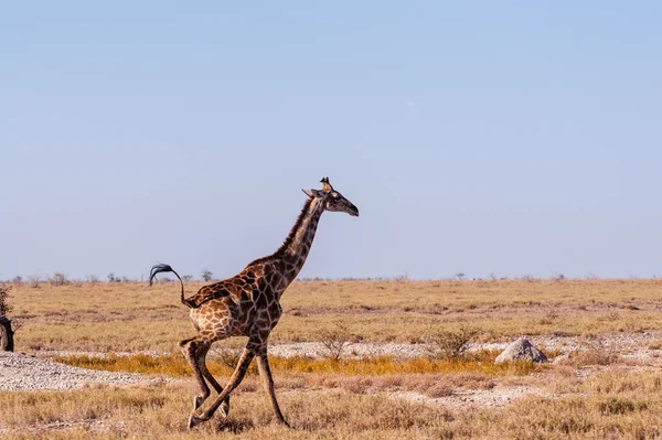 Girafa galopante na Namíbia — Fotografia de Stock