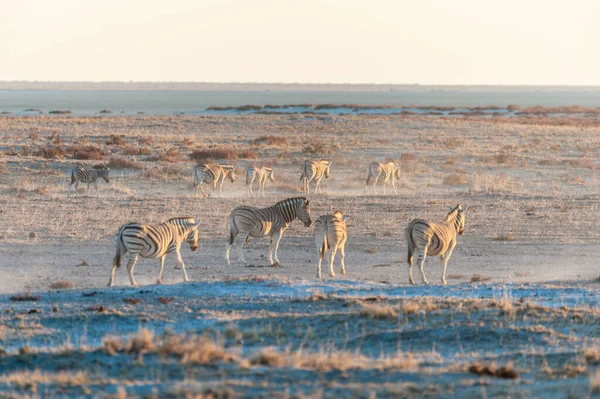 Zebry o zachodzie słońca w Etosha — Zdjęcie stockowe