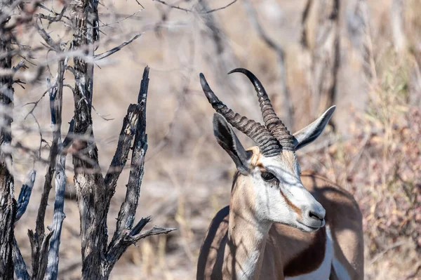 Primer plano de un Impala —  Fotos de Stock