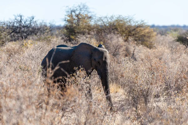 Un éléphant d'Afrique parcourant les buissons du parc national d'Etosha — Photo