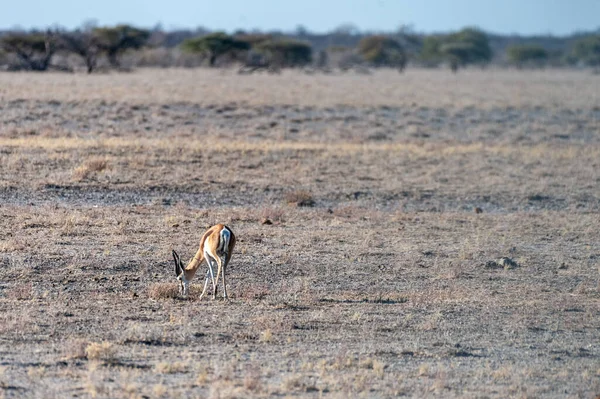 Impalas browsing in Etosha — Stock Photo, Image