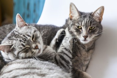 İki güzel gri kedi oyun