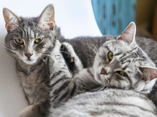İki güzel gri kedi oyun