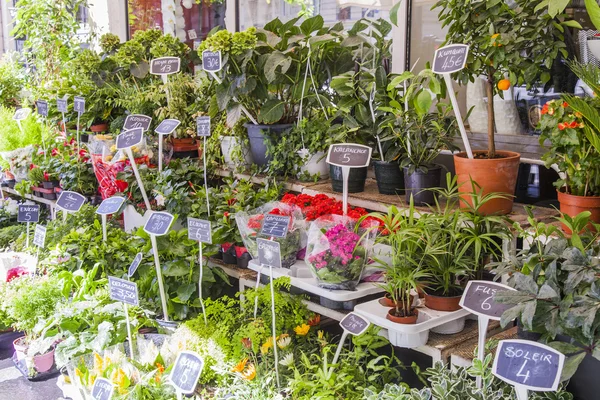 Отлично, Франция, 8-го января 2017 года. На рынке Cours Saleya, одном из самых известных рынков французской ривьеры, продаются различные декоративные растения и цветы — стоковое фото