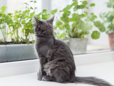 Gri kedi doğurmak Maine Coon etrafına bakıyor