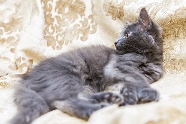 Gri kedi doğurmak Maine Coon etrafına bakıyor