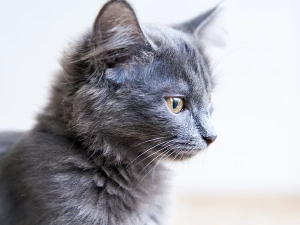 Het grijs kitten van RAS een Maine Coon kijkt rond — Stockfoto