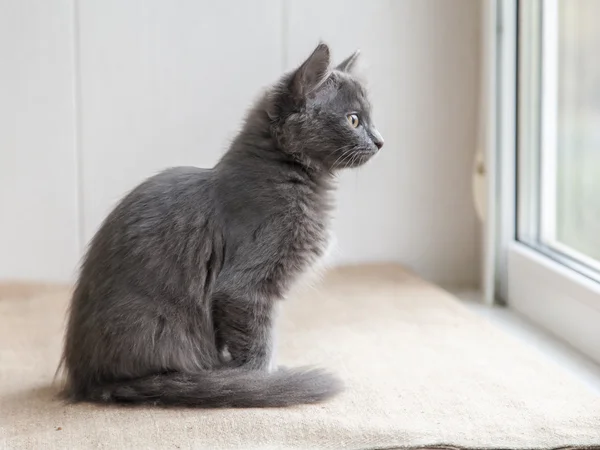 Das graue Kätzchen der Rasse ein Maine Coon schaut sich um — Stockfoto