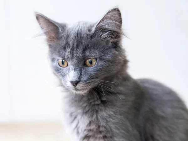 Het grijs kitten van RAS een Maine Coon kijkt rond — Stockfoto