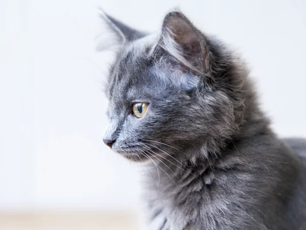 The gray kitten of breed a Maine Coon looks around — Stock Photo, Image