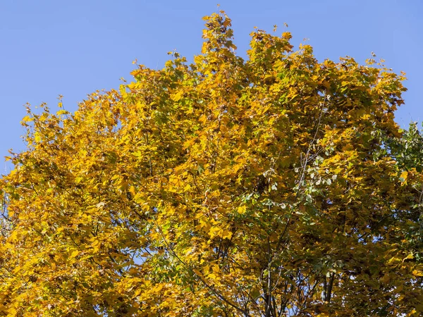 Krone de un árbol de otoño — Foto de Stock