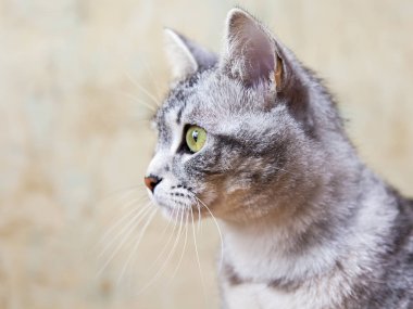 Güzel gri tüylü kedi kendini görünüyor