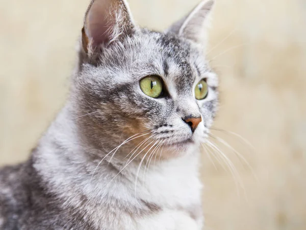 The nice gray fluffy cat looks around herself — Stock Photo, Image