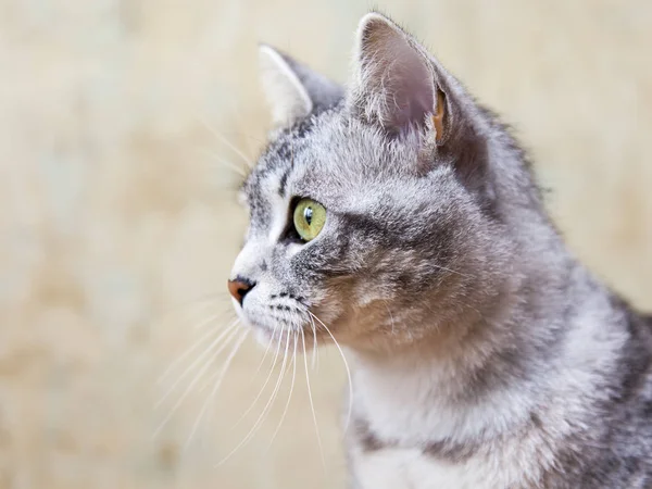 Le beau chat gris moelleux regarde autour d'elle — Photo