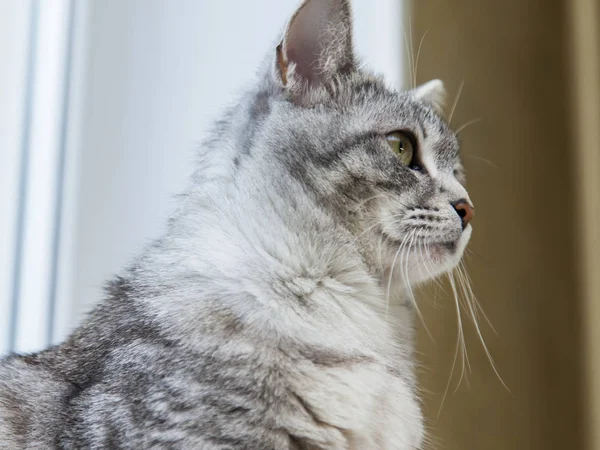 Милый серый пушистый кот оглядывается вокруг себя — стоковое фото