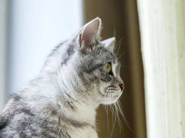 The nice gray fluffy cat looks around herself — Stock Photo, Image